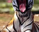  Indian tiger.