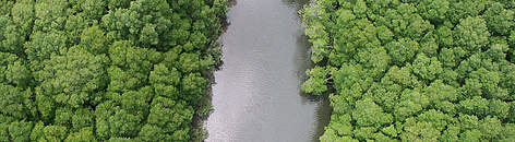 Aerial view of mangrove forest, divided by the Nandamojo River, Junquillal Beach; Pacific coast of ... / ©: Carlos Drews / WWF-Canon / ©: Carlos Drews / WWF-Canon