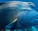 Humphead wrasse.