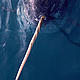 Close up of Narwhal (Monodon monoceros) in water showing its ivory tooth