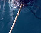 Close up of Narwhal (Monodon monoceros) in water showing its ivory tooth
