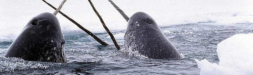 Narwhals may perform / ©: Glenn Williams and Narwhal Tusk Research