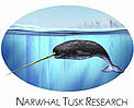 Narwhal Tusk Research