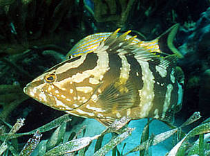 Nassau grouper (Epinephelus striatus), Hol Chan Marine Reserve, Belize. / ©: WWF-Canon / Anthony B. RATH Nassau grouper (<i>Epinephelus striatus</i>), Hol Chan Marine Reserve, Belize. / ©: WWF-Canon / Anthony B. RATH