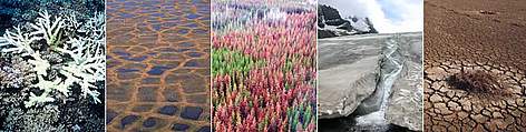 L to R: Corals become bleached when water temperatures rise too high and are sustained for too ... / ©: L to R: Cat HOLLOWAY / WWF-Canon; Peter Proksoch; D&J Huber; Wing-Chi Poon; Michel GUNTHER / WWF-Canon Impacts of climate change on nature. / ©: L to R: Cat HOLLOWAY / WWF-Canon; Peter Proksoch; D&J Huber; Wing-Chi Poon; Michel GUNTHER / WWF-Canon