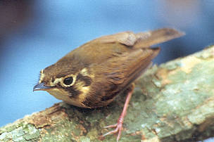 Platyrinchus mystaceus
