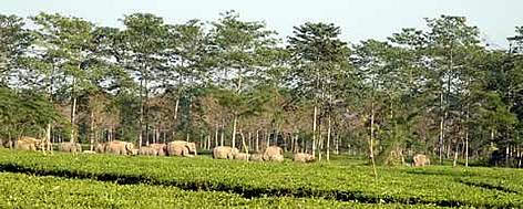 A large herd of elephants takes refuge in a tea estate in Assam, a favourite shelter for elephants ... rel=