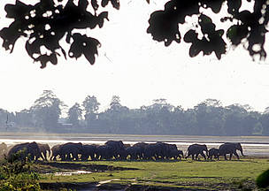 A herd leaves the Tarajulie Tea Estate, where they had taken up residence for several days, after ... / ©: WWF-Canon / Jan Vertefeuille A herd leaves the Tarajulie Tea Estate, where they had taken up residence for several days, after ... / ©: WWF-Canon / Jan Vertefeuille