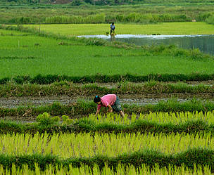 Planting rice seedlings in the morning near Vientiane Capital, Laos. / ©: Graham Baird / WWF Laos / ©: Graham Baird / WWF Laos