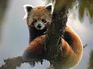Red Panda
/ ©: WWF-Germany / Peter PROKOSCH / ©: WWF-Germany / Peter PROKOSCH