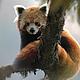 Red Panda © WWF-Germany / Peter PROKOSCH