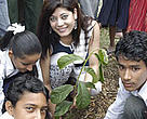 Tree planting