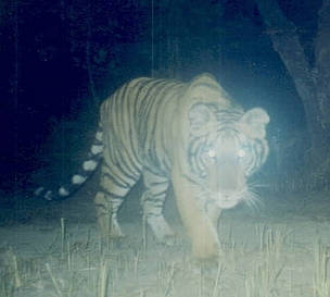 Tiger caught on camera / ©: WWF Nepal Tiger caught on camera / ©: WWF Nepal