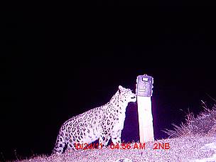 Snow leopards are endangered and at risk of losing their habitats from climate change / ©: WWF-Nepal / ©: WWF-Nepal