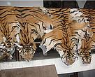 Tiger skins seized by Nepalese police
