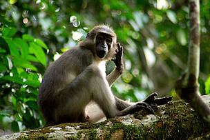 Agile mangabey / ©: Chloe Cipolletta Dzanga-Sangha / ©: Chloe Cipolletta