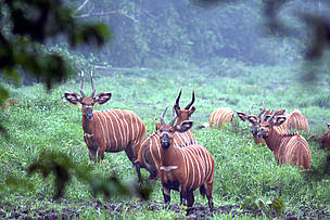 The bongo is the largest antelope found in the African rainforest. One can regularly see traces of ... / ©: Chloe Cipolletta Dzanga-Sangha / ©: Chloe Cipolletta
