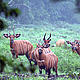 The bongo is the largest antelope found in the African rainforest. One can regularly see traces of bongo while tracking gorillas and hiking around the clearings. © Chloe Cipolletta