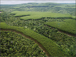 Un buen ejemplo de buenas prácticas se ve en estas plantaciones del sur de Brasil, donde éstas no ... / ©: ©WWF – New Generation Plantation Project / ©: ©WWF – New Generation Plantation Project