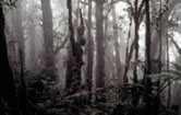 Moss forest at an altitude of 2600 meters in the Arfak Mountains Nature Reserve, Irian Jaya, ... / &copy;: WWF-Canon / Ian CRAVEN