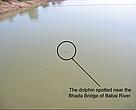 Spotted dolphin in Bada River, Babai