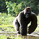 Western lowland gorillas serve an important reproductive function within the forest ecosystem, allowing the dispersal and germination of seeds from the numerous fruit trees they consume. Dzanga-Sangha, Central African Republic. © Chloe Cipolletta