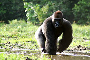 Western lowland gorilla. Congo Basin. / ©: Chloe Cipolletta Dzanga-Sangha / ©: Chloe Cipolletta