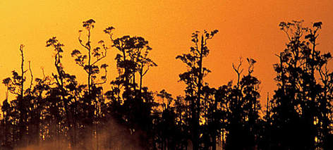  / &copy;: WWF-Canon / Edward PARKER