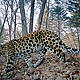 &copy; WWF-Russia / ISUNR