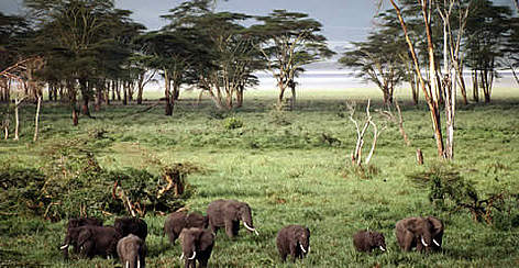 African elephant (Loxodonta africana) herd grazing, Ngorongoro Crater, Lorai Forest, Tanzania. / ©: WWF-Canon / Frederick J. WEYERHAEUSER African elephant (<i>Loxodonta africana</i>) herd grazing, Ngorongoro Crater, Lorai ... rel=