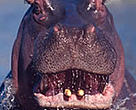  The Hippopotamus.