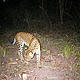 Male leopard captured in a camera trap at night, Cambodia. © WWF Greater Mekong / WWF Cambodia SWAP Team