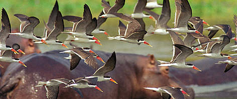 African skimmers (rhynchops flavirostris), Murchison Falls National Parc, Nile River, Uganda. ... / ©: Coyotos African skimmers (rhynchops flavirostris), Murchison Falls National Parc, Nile River, Uganda. rel=