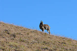 Nilgiri Tahr in Western Ghats, India. / ©: WWF-India / ©: WWF-India