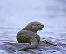 Neotropic river otter (<I>Lutra longicaudis</I>).