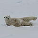 The Voyage for the Future group spot a polar bear rolling in the snow - while they are on the boat! © WWF