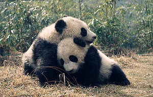 Da Di and Jia Lin play together in the Wolong Research & Breeding Centre, China / ©: Susan A. MAINKA / WWF-Canon Giant pandas, panda / ©: Susan A. MAINKA / WWF-Canon