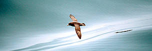 Northern fulmar (Fulmarus glacialis). Aleutian Islands, Alaska, USA . / ©: WWF-Canon / Kevin SCHAFER / ©: WWF-Canon / Kevin SCHAFER