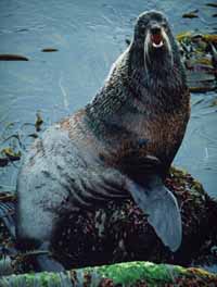 Northern fur seal (Callorhinus ursinus), Bering Sea. / ©: WWF-Canon / Kevin Schafer / ©: WWF-Canon / Kevin Schafer
