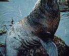 Northern fur seal (<I>Callorhinus ursinus</I>), Bering Sea.