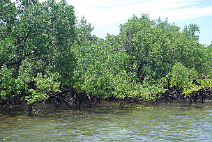 Mangrove / &copy;: WWF / Martina Lippuner