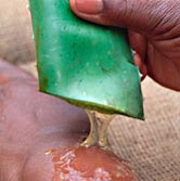 Aloe vera Aloe barbadensis Gel-like sap high in pectin - used in cosmetics & pharmaceuticals ... / ©: WWF-Canon / Martin HARVEY Aloe vera Aloe barbadensis Gel-like sap high in pectin - used in cosmetics & pharmaceuticals ... / ©: WWF-Canon / Martin HARVEY