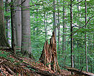 Some 300,000 hectares of old growth or primeval forest are thought to exist in the Carpathian Mountains. 