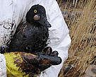 Thousands of birds have been affected by the oil spill off the coast of Estonia.