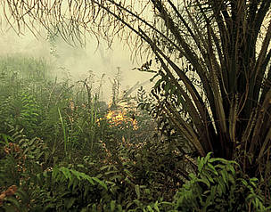 Burning oil palm plantation. Palangkaraya, Central Kalimantan (Borneo), Indonesia. / ©: Alain Compost / WWF-Canon / ©: Alain Compost / WWF-Canon