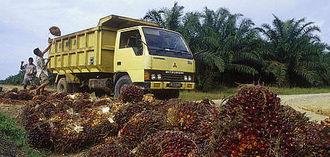 Oil palm (Elaeis guineensis) fruits being loaded on truck. Tesso Nilo, Riau Province, Sumatra, ... / ©: Volker Kess / WWF rel=