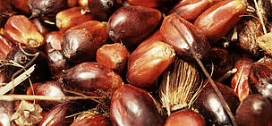 Nueces de palma de aceite recién cosechados. / ©: Sandra Mbanefo Obiago / WWF-Canon Nueces de palma de aceite recién cosechados. / ©: Sandra Mbanefo Obiago / WWF-Canon