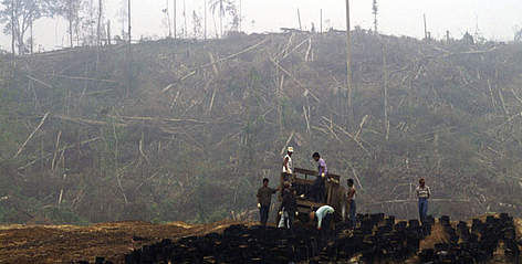 Burning in oil palm plantations and extensive land clearing, Riau province, Sumatra, Indonesia. / ©: Tantyo Bangun / WWF-Canon rel=