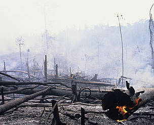 Burning rainforest to clear land for oil palm plantations near the Bukit Tigapuluh Nature Reserve, ... / ©: Mark Edwards / WWF-Canon / ©: Mark Edwards / WWF-Canon