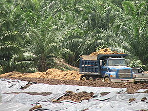 El compostaje del desecho de los frutos de la palma permite mejorar el contenido de materia ... / ©: WWF CARO El compostaje del desecho de los frutos de la palma permite mejorar el contenido de materia ... / ©: WWF CARO